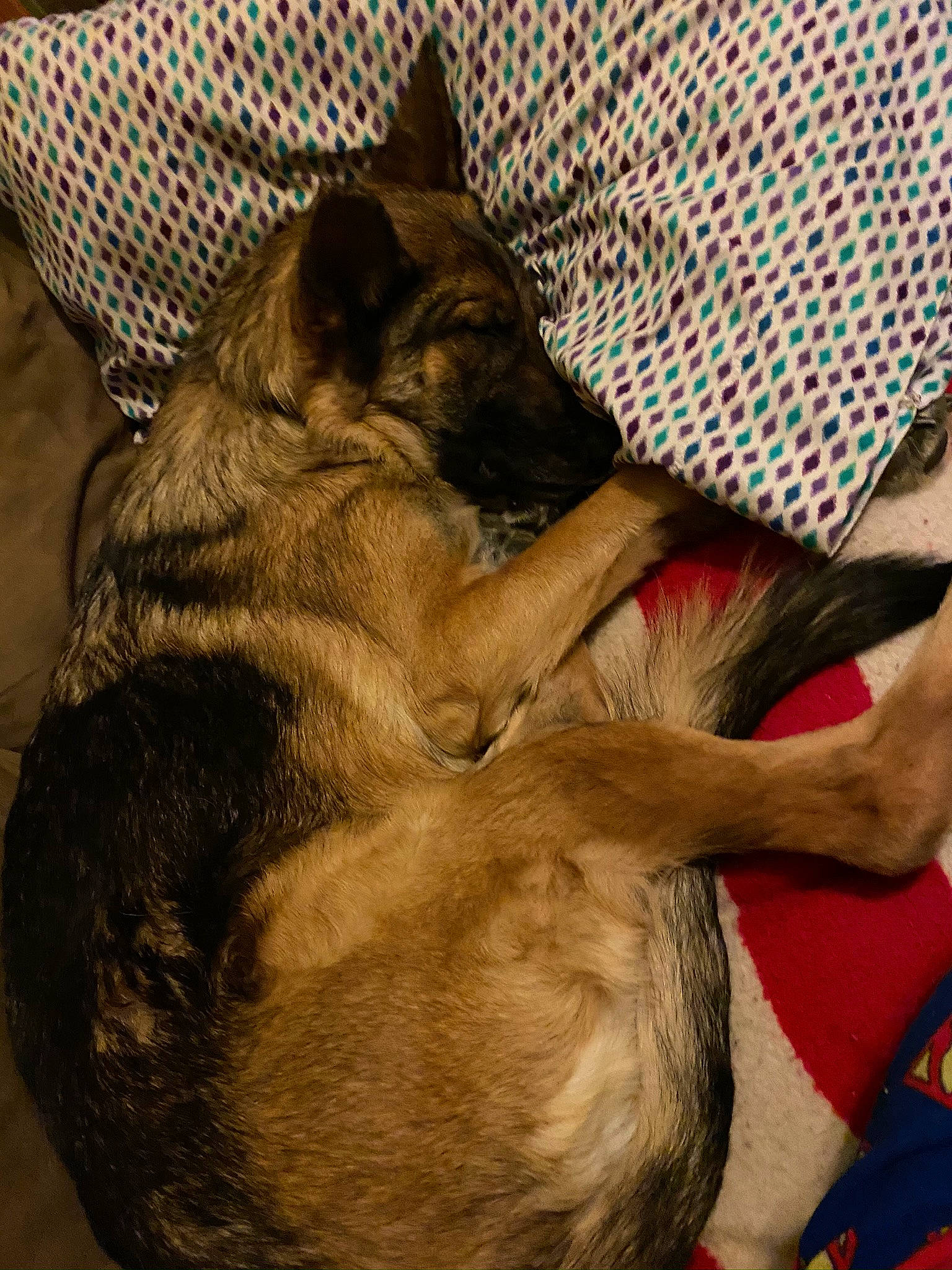 Remington joined the competition — help win amazing prizes! carnivore, comfort, companion_dog, dog, dog_breed, fur, german_shepherd_dog, guard_dog, liver, nap, paw, tail, terrestrial_animal, working_animal, working_dog