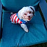 dog, small_dog, white_fur, pet, animal, clothing, patriotic_outfit, red, white, blue, striped_shirt, outdoor, grass, chair, lounge_chair, seated, tongue_out, happy, portrait, backyard