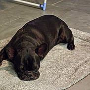 Paco participe au concours pour gagner de l'argent avec cette photo : dog, french_bulldog, black_dog, sleeping, resting, pet, indoor, tile_floor, rug, cozy, animal, canine, paw, ears, face, snout, napping, quiet, home, relaxation