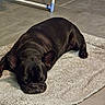 dog, french_bulldog, black_dog, sleeping, resting, pet, indoor, tile_floor, rug, cozy, animal, canine, paw, ears, face, snout, napping, quiet, home, relaxation
