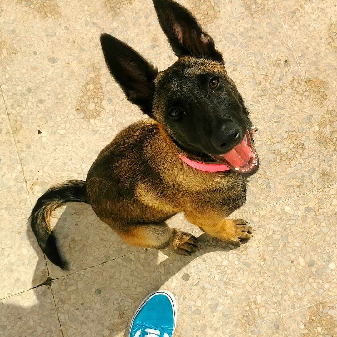 Volga a rejoint le concours — aidez-le/la à gagner de superbes lots ! accessories, animal, canine, clothing, dog, face, footwear, germanshepherd, head, hound, pants, person, pet, photography, portrait, puppy, runningshoe, shoe, sneaker, strap