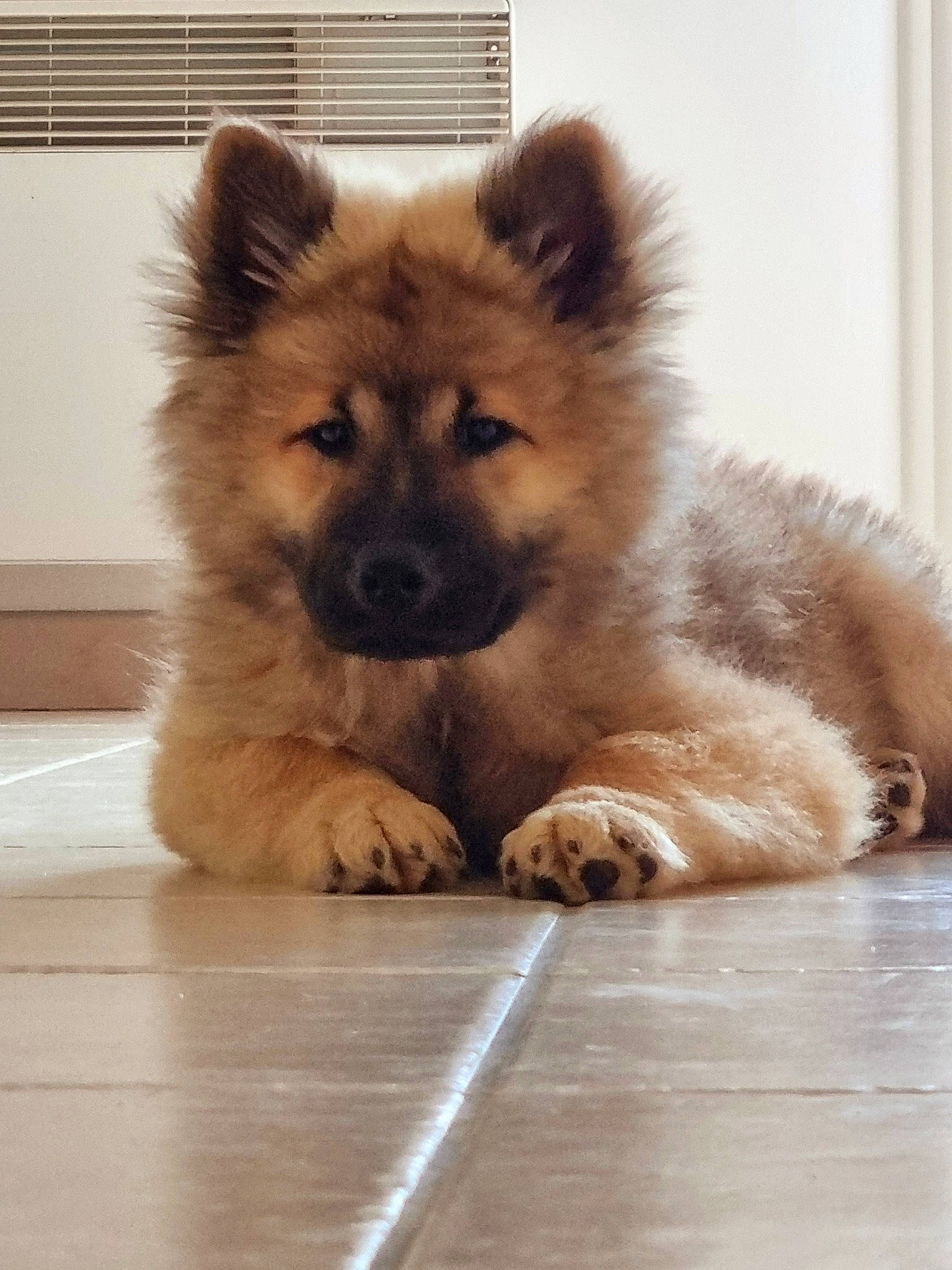 Uno a rejoint le concours — aidez-le/la à gagner de superbes lots ! canidae, carnivore, chow_chow, companion_dog, dog, dog_breed, fawn, flooring, fur, german_spitz, german_spitz_klein, german_spitz_mittel, hardwood, non_sporting_group, snout, spitz, sporting_group, terrestrial_animal, wood, working_animal