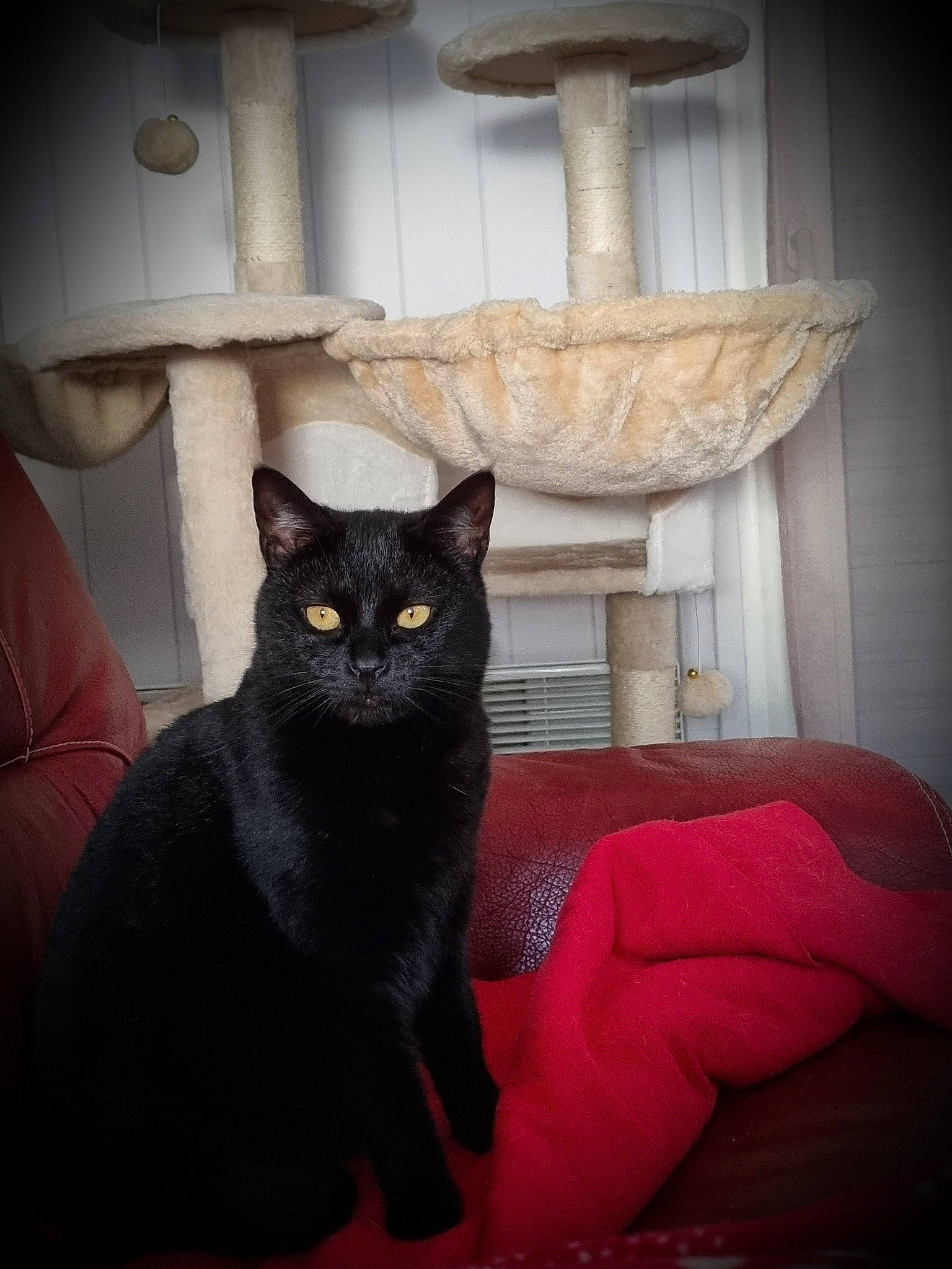 Mystie participe au concours pour gagner de l'argent avec cette photo : black_cat, bombay, carnivore, cat, cat_supply, comfort, domestic_short_haired_cat, felidae, flooring, fur, grey, hardwood, room, small_to_medium_sized_cats, snout, tail, terrestrial_animal, whiskers, window, wood