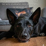 Maya a rejoint le concours — aidez-le/la à gagner de superbes lots ! animal, black_dog, brown_eyes, canine, close_up, companion, couch, cushion, dog, ears_up, floor, fur, home, indoors, looking_at_camera, lying_down, pet, portrait, resting, wooden_floor