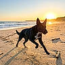 Maya participe au concours pour gagner de l'argent avec cette photo : animal, beach, black_dog, coast, dog, landscape, motion, nature, ocean, outdoor, pet, playful, running, sand, shadow, sky, sunlight, sunset, waves, white_patch