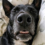 Maya participe au concours pour gagner de l'argent avec cette photo : animal, black_dog, blanket, canine, close_up, cute, dog, ears, fur, indoors, nose, pet, pillow, portrait, relaxed, resting, sleeping, snout, teeth, whiskers