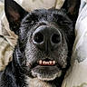animal, black_dog, blanket, canine, close_up, cute, dog, ears, fur, indoors, nose, pet, pillow, portrait, relaxed, resting, sleeping, snout, teeth, whiskers