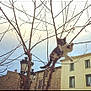 cat, tree, branch, outdoor, building, window, lamp_post, sky, animal, pet, playful, bare_tree, street_lamp, curious, mid_air, nature, urban, daytime, fall, vintage