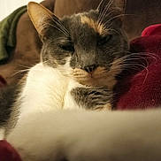 Kino participe au concours pour gagner de l'argent avec cette photo : cat, close_up, relaxed, fur, whiskers, indoor, couch, soft, sleepy, pet, animal, feline, home, comfort, brown, white, gray, ears, portrait, resting