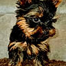 dog, puppy, yorkshire_terrier, small_dog, long_hair, black_and_tan, fluffy, ears, face, eyes, nose, sitting, indoor, living_room, couch, carpet, home, portrait, pet, cute