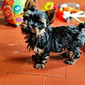 dog, puppy, yorkshire_terrier, small_dog, toy_dog, black_and_tan, standing, fluffy, long_hair, pointy_ears, dark_coat, brown markings, animal, pet, indoors, terracotta_floor, colorful_toys, portrait, alert, cute