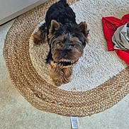 Lucky a rejoint le concours — aidez-le/la à gagner de superbes lots ! dog, yorkshire_terrier, small_dog, pet, animal, fur, black_and_tan, sitting, looking_at_camera, portrait, indoors, rug, woven_rug, carpet, home, floor, laundry, red_clothing, cute, photography