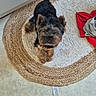 dog, yorkshire_terrier, small_dog, pet, animal, fur, black_and_tan, sitting, looking_at_camera, portrait, indoors, rug, woven_rug, carpet, home, floor, laundry, red_clothing, cute, photography