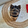 dog, yorkshire_terrier, small_dog, pet, animal, portrait, indoors, home, rug, woven_rug, carpet, floor, fluffy, furry, brown_and_black, sitting, looking_at_camera, cute, red_blanket, cozy