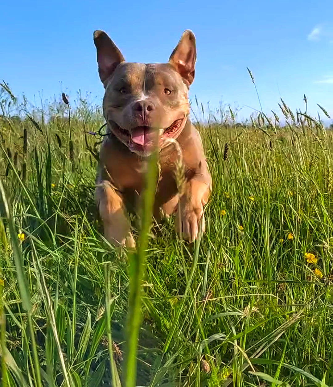 Théo a rejoint le concours — aidez-le/la à gagner de superbes lots ! canidae, carnivore, companion_dog, dog, dog_breed, eye, fawn, grass, grassland, herbaceous_plant, pasture, plant, prairie, sky, snout, sporting_group, terrestrial_animal, terrestrial_plant, whiskers, wildlife