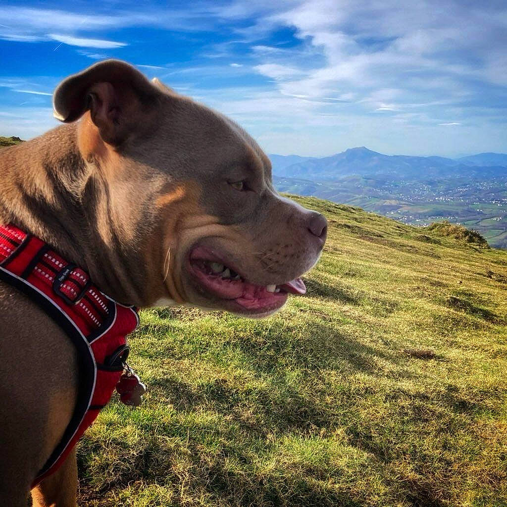 Théo a rejoint le concours — aidez-le/la à gagner de superbes lots ! carnivore, cloud, collar, companion_dog, dog, dog_breed, dog_collar, fawn, grass, grassland, happy, landscape, liver, mountain, plant, sky, smile, snout, sporting_group, working_animal