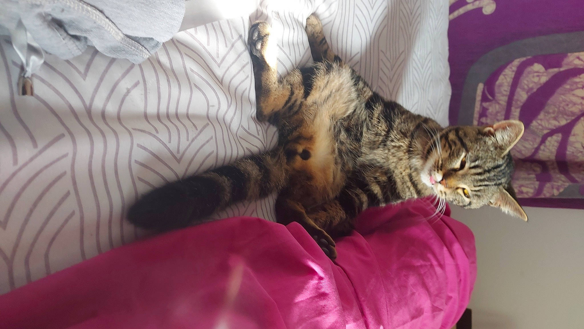 Chadow a rejoint le concours — aidez-le/la à gagner de superbes lots ! bed, carnivore, cat, claw, comfort, couch, domestic_short_haired_cat, felidae, fur, lap, linens, nap, paw, room, small_to_medium_sized_cats, tail, whiskers