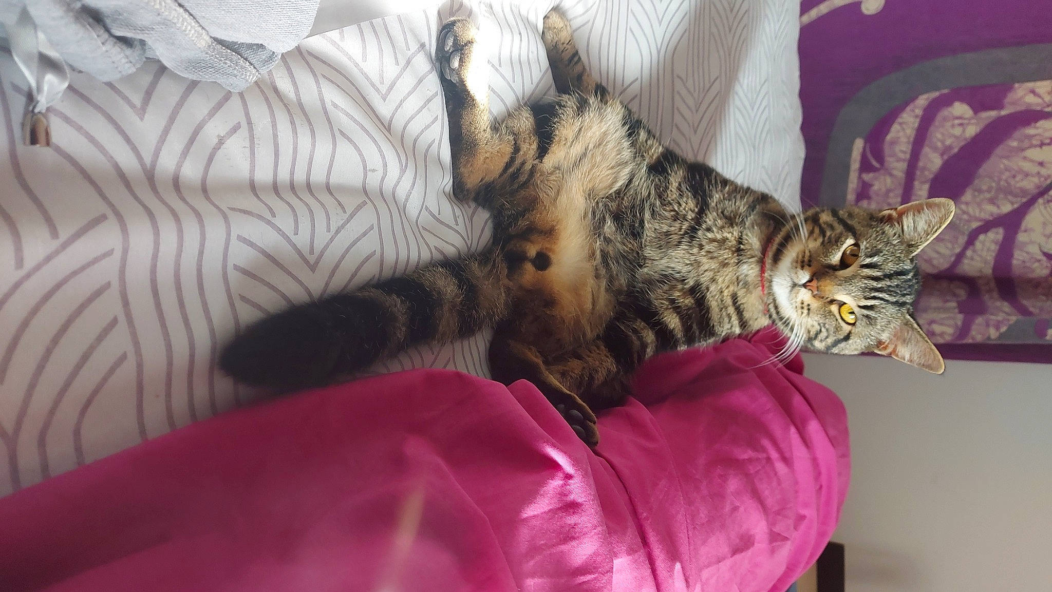 Chadow a rejoint le concours — aidez-le/la à gagner de superbes lots ! bed, carnivore, cat, claw, comfort, couch, domestic_short_haired_cat, felidae, fur, linens, magenta, nap, paw, room, small_to_medium_sized_cats, snout, tail, textile, vertebrate, whiskers