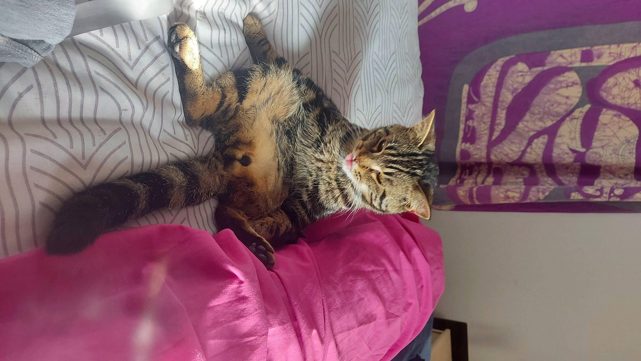 Chadow participe au concours pour gagner de l'argent avec cette photo : bed, carnivore, cat, claw, comfort, couch, domestic_short_haired_cat, eye, felidae, fur, lap, magenta, organism, paw, pink, purple, small_to_medium_sized_cats, tail, textile, whiskers