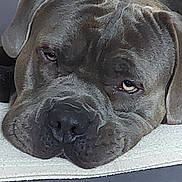 Horus participe au concours pour gagner de l'argent avec cette photo : dog, pet, resting, close_up, wrinkles, face, sleepy, canine, animal, portrait, indoor, brown, fur, nose, ears, expression, laying_down, muzzle, relaxed, companion