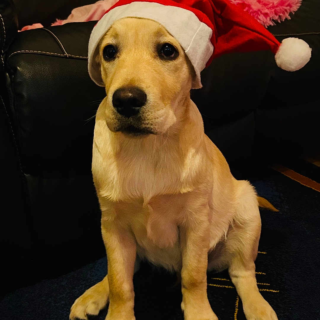 Vasco participe au concours pour gagner de l'argent avec cette photo : animal, architecture, ball, building, canine, clothing, couch, dog, furniture, goldenretriever, hat, hound, indoors, labradorretriever, livingroom, pet, puppy, room, sphere, sport