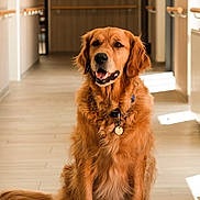 Tapas participe au concours pour gagner de l'argent avec cette photo : animal, brown_fur, canine, collar, dog, domestic_animal, floor, friendly, fur, golden_retriever, hallway, happy, indoor, looking_at_camera, mammal, pet, portrait, sitting, tag, well_groomed