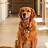 animal, brown_fur, canine, collar, dog, domestic_animal, floor, friendly, fur, golden_retriever, hallway, happy, indoor, looking_at_camera, mammal, pet, portrait, sitting, tag, well_groomed