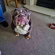 Dougy joined the competition — help win amazing prizes! animal, brown, bulldog, canine, carpet, chair, companion, cute, dog, domestic, fireplace, floor, fur, home, indoor, living_room, looking_up, paw, pet, white