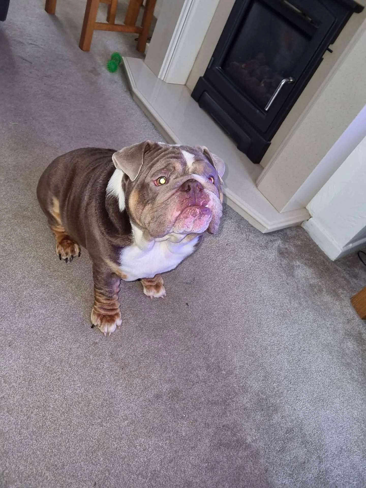 Dougy is registered to the contest to win money with this photo: animal, brown_dog, bulldog, canine, carpet, companion, cute, dog, domestic, fireplace, floor, furniture, green_toy, house, indoor, looking_up, pet, resting, toy, white_markings
