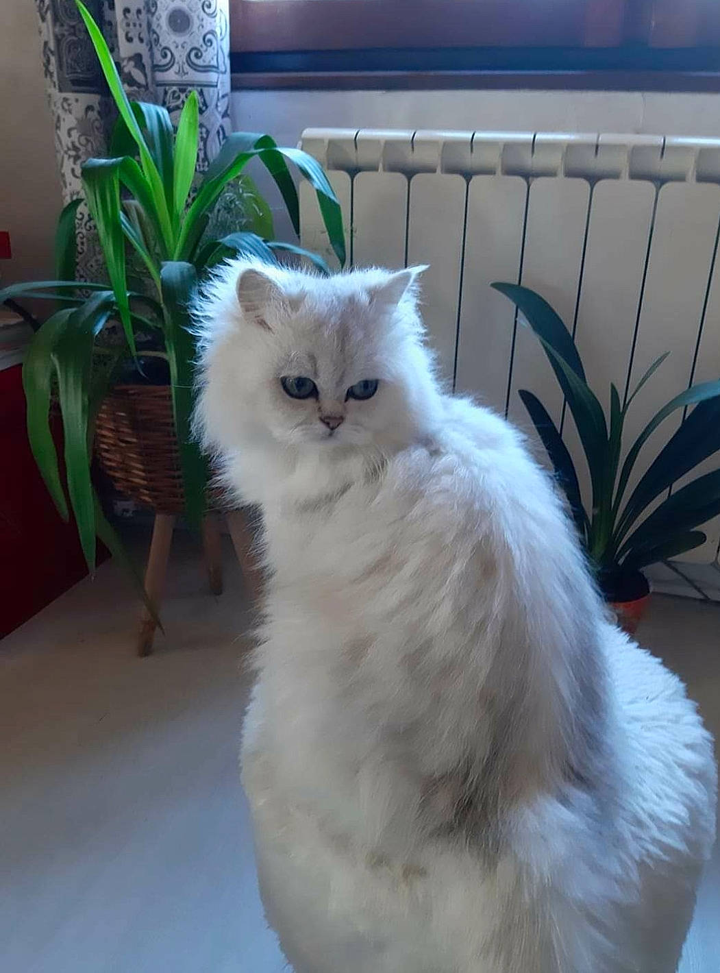 Orka participe au concours pour gagner de l'argent avec cette photo : carnivore, cat, chair, fawn, felidae, fence, flowerpot, fur, houseplant, plant, small_to_medium_sized_cats, snout, tail, terrestrial_animal, whiskers