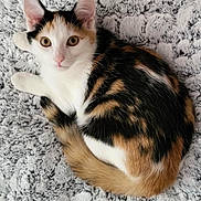 Abby participe au concours pour gagner de l'argent avec cette photo : animal, calico, cat, curious, cute, domestic, ears, eyes, fluffy, fur, indoor, kitten, looking, pet, resting, soft, tail, texture, whiskers, young