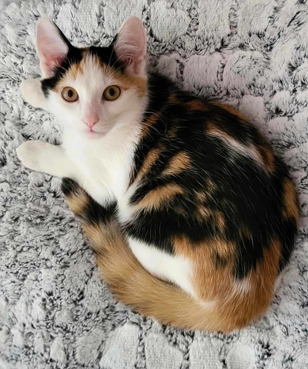 Abby