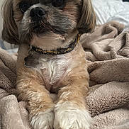 Bruno is registered to the contest to win money with this photo: dog, shih_tzu, pet, portrait, sitting, blanket, bed, indoor, fluffy, long_hair, brown_and_white, collar, tag, large_eyes, black_nose, front_paws, cozy, home, cute, photography