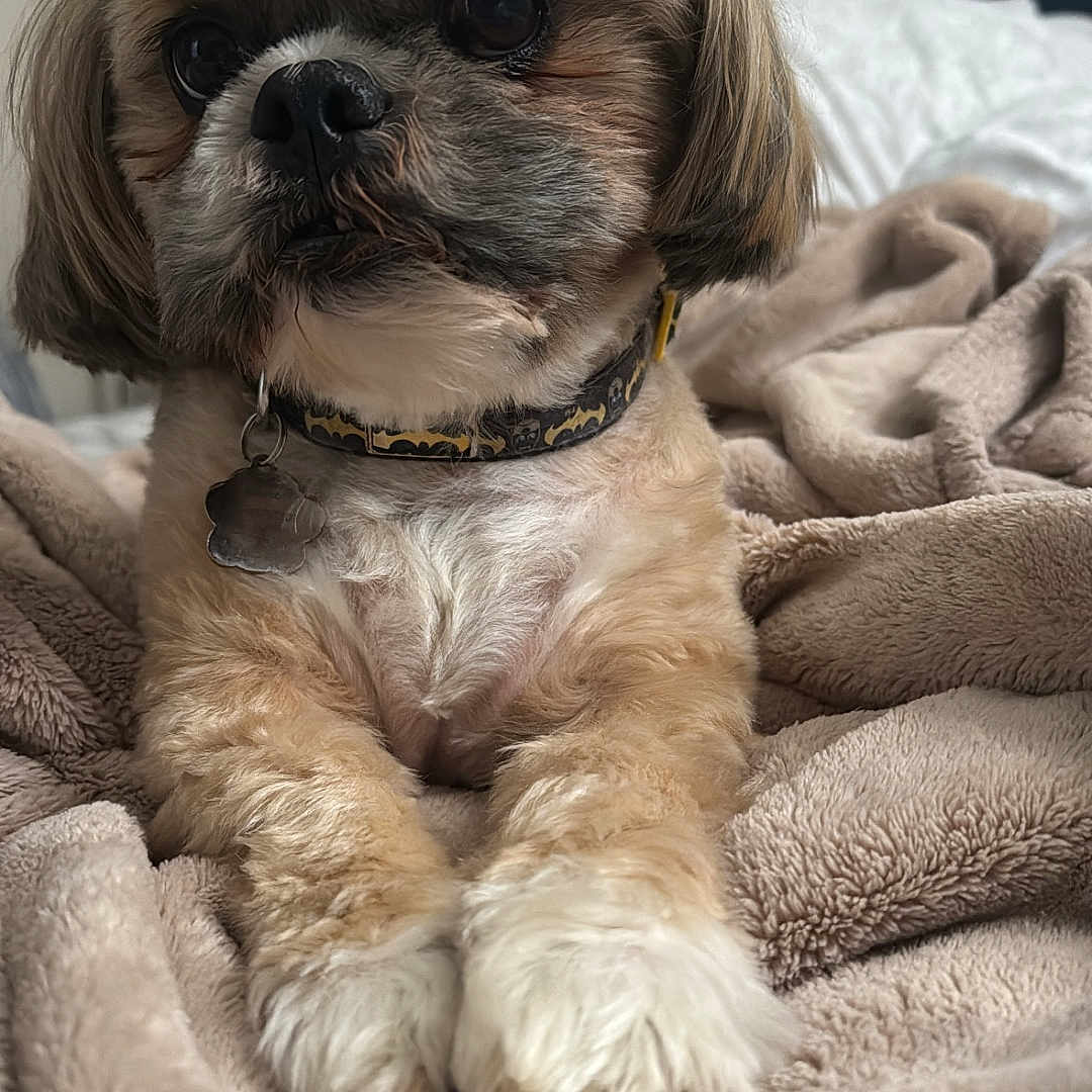 Bruno is registered to the contest to win money with this photo: dog, shih_tzu, pet, portrait, sitting, blanket, bed, indoor, fluffy, long_hair, brown_and_white, collar, tag, large_eyes, black_nose, front_paws, cozy, home, cute, photography