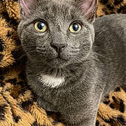 Michka participe au concours pour gagner de l'argent avec cette photo : cat, gray_cat, feline, pet, animal, yellow_eyes, fur, whiskers, ears, closeup, portrait, leopard_print, blanket, cozy, indoor, cute, curious, looking_up, mammal, domestic_animal