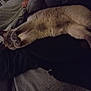 cat, animal, pet, lap, relaxing, feline, paws, fur, indoor, cozy, resting, person, clothing, blanket, soft, cute, cute_pet, domestic_animal, sleepy, companion