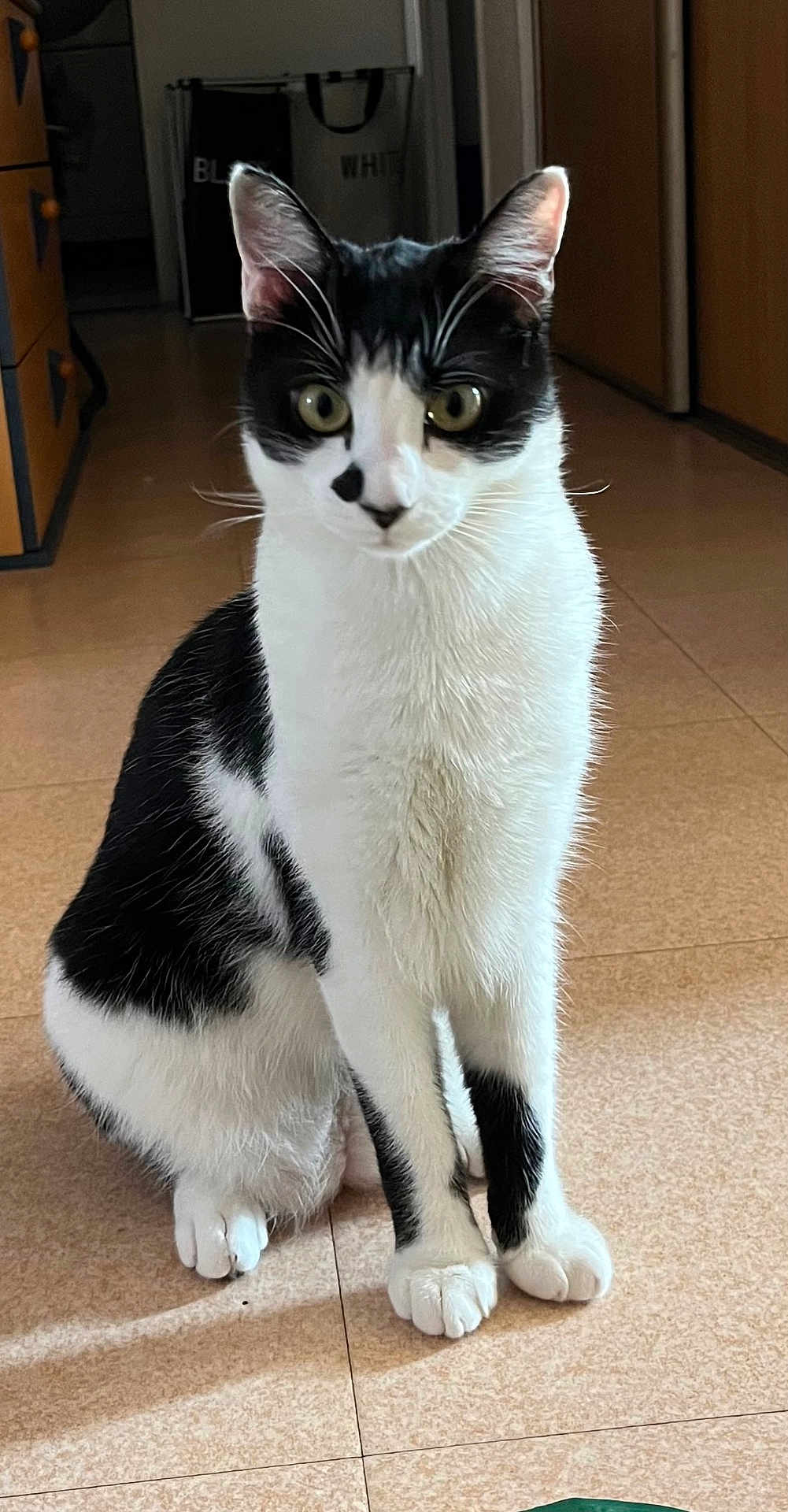 Oreo