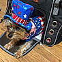 animal, costume, cute, dog, ears, eyes, fabric, floor, fur, hat, indoor, nose, patriotic, paws, pet_carrier, small_dog, stars, stripes, wooden_floor, zipper