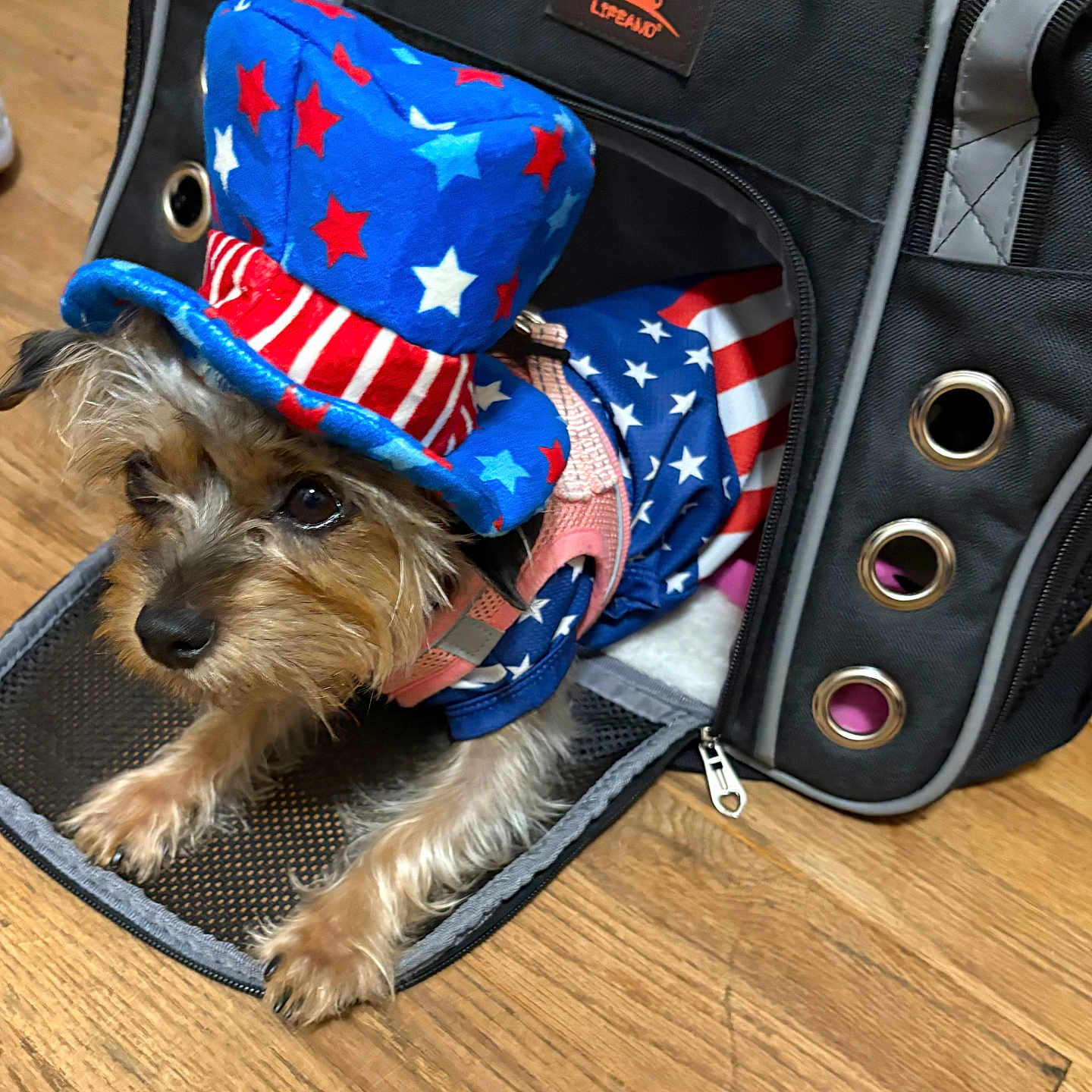Gigi is registered to the contest to win money with this photo: animal, costume, cute, dog, ears, eyes, fabric, floor, fur, hat, indoor, nose, patriotic, paws, pet_carrier, small_dog, stars, stripes, wooden_floor, zipper
