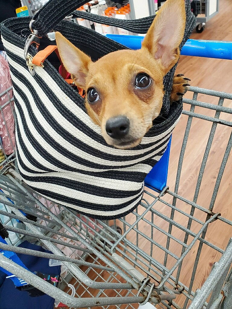 Harley Quinn is registered to the contest to win money with this photo: animal_shelter, blue, cage, canidae, carnivore, companion_dog, corgi_chihuahua, dog, dog_breed, dog_supply, fawn, fur, mesh, pet_supply, snout, terrestrial_animal, toy_dog, vertebrate, whiskers, working_animal