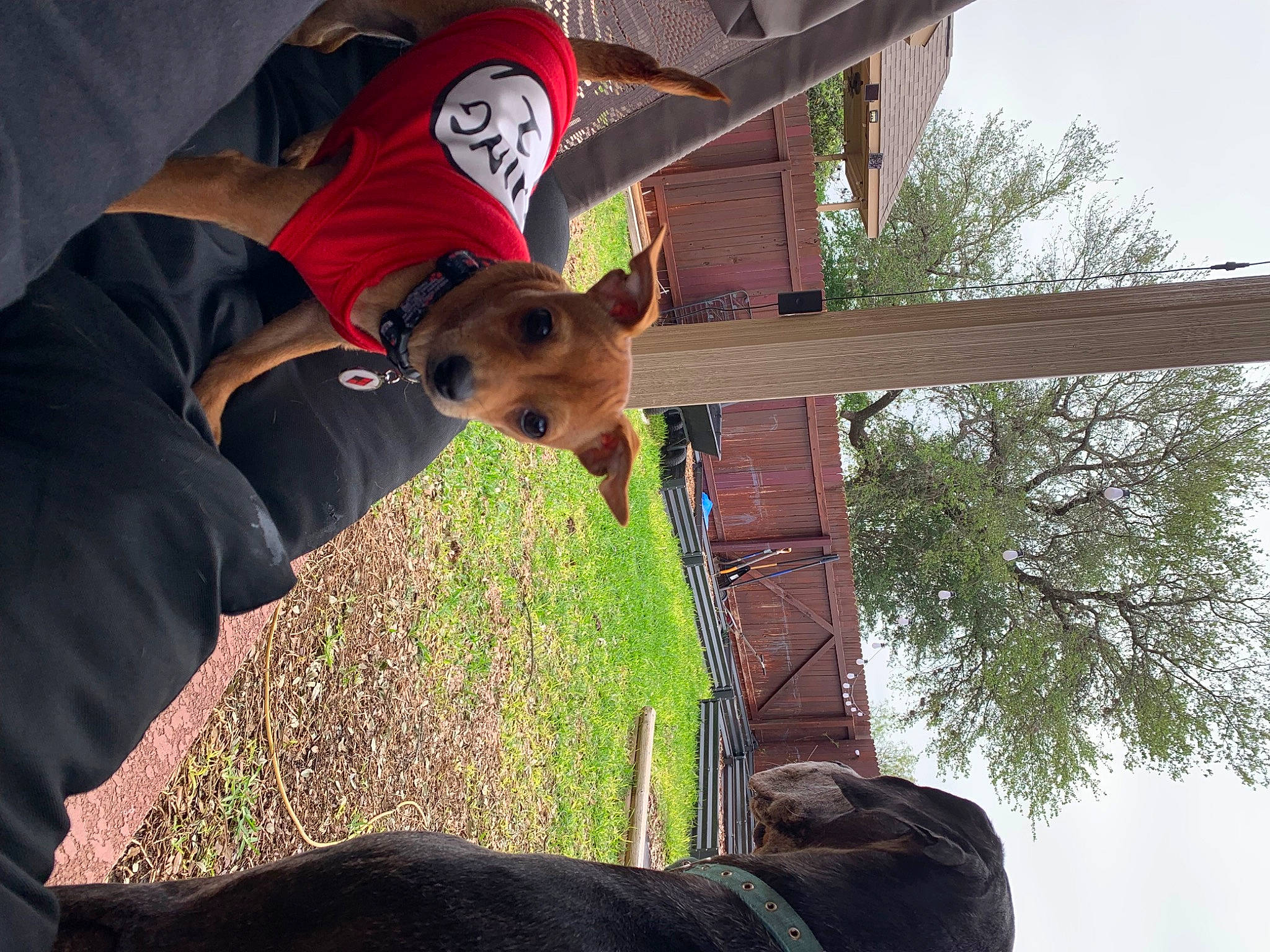 Harley Quinn joined the competition — help win amazing prizes! baseball_cap, black, canidae, carnivore, companion_dog, dog, dog_breed, fawn, fun, fur, grass, hat, plant, sky, sporting_group, sunglasses, t_shirt, tree, wood, working_animal