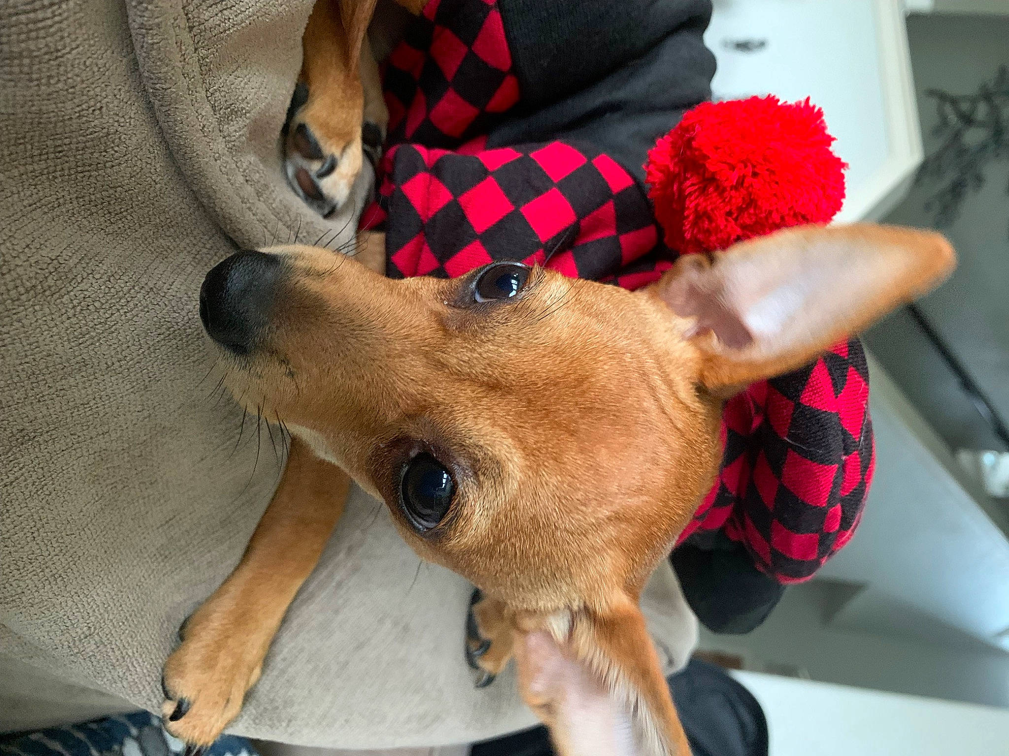 Harley Quinn is registered to the contest to win money with this photo: carnivore, collar, comfort, companion_dog, dog, dog_breed, dog_clothes, dog_supply, dress_shirt, fashion_accessory, fawn, pet_supply, plaid, sleeve, snout, sunglasses, tartan, toy, whiskers