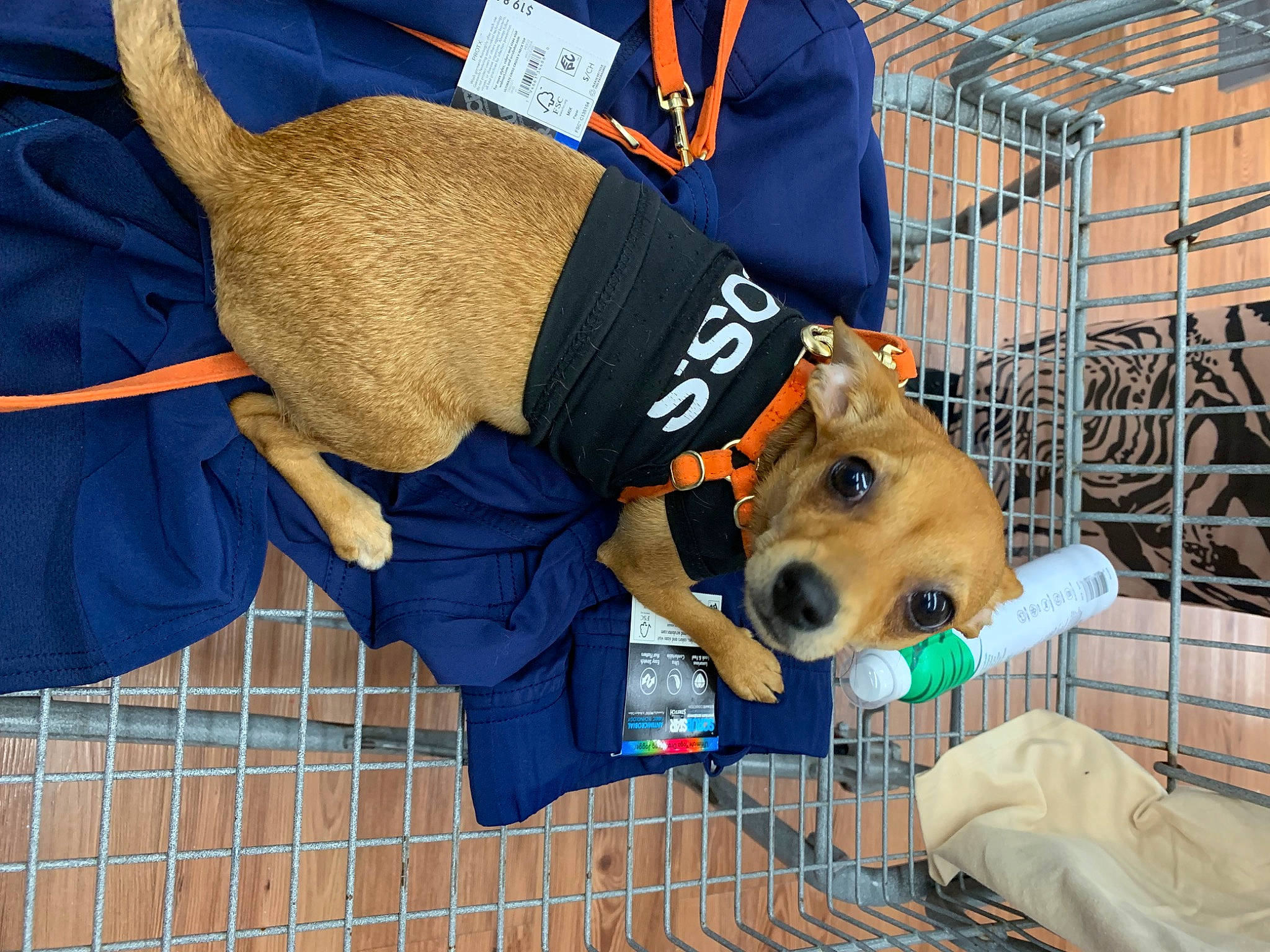 Harley Quinn is registered to the contest to win money with this photo: animal_shelter, canidae, carnivore, collar, companion_dog, dog, dog_breed, dog_clothes, dog_supply, electric_blue, fawn, fur, hat, non_sporting_group, personal_protective_equipment, pet_supply, snout, sporting_group, working_animal