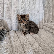 Maomao joined the competition — help win amazing prizes! kitten, cat, tabby, feline, pet, animal, cute, small, fur, whiskers, ears, eyes, sitting, indoor, blanket, soft, texture, cozy, comfort, rest