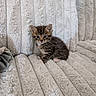 animal, blanket, cat, comfort, cozy, cute, ears, eyes, feline, fur, indoor, kitten, pet, rest, sitting, small, soft, tabby, texture, whiskers