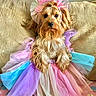 adorable, animal, birthday, celebration, colorful, costume, couch, cute, decorative, dog, fluffy, funny, furry, headband, indoor, pastel, pet, sitting, small_dog, tutu