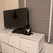 Tuxedo is registered to the contest to win money with this photo: cat, tuxedo_cat, black_and_white, pet, animal, feline, lying_down, relaxed, alert, staring, eyes, whiskers, ears, paws, tail, dresser, furniture, television, window_blinds, indoors