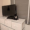 cat, tuxedo_cat, black_and_white, pet, animal, feline, lying_down, relaxed, alert, staring, eyes, whiskers, ears, paws, tail, dresser, furniture, television, window_blinds, indoors
