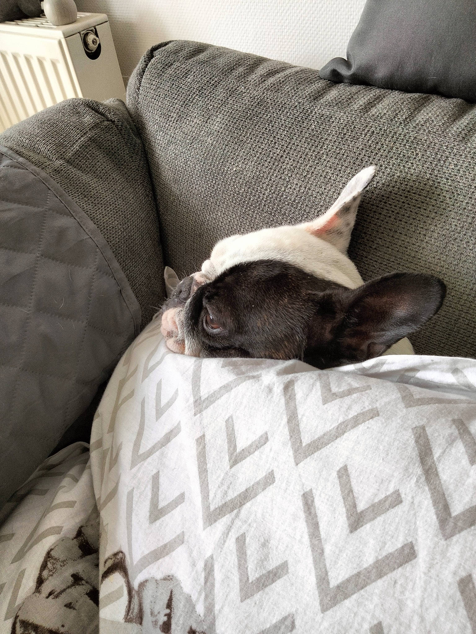 Rawelle participe au concours pour gagner de l'argent avec cette photo : bedding, canidae, carnivore, comfort, companion_dog, couch, dog, dog_breed, felidae, flooring, fur, grey, hardwood, linens, room, small_to_medium_sized_cats, sporting_group, tail, whiskers, wood