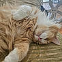 cat, sleeping, fluffy, orange_cat, white_paws, indoor, cushion, relaxed, pet, fur, close_up, resting, cute, animal, mammal, whiskers, pink_nose, cozy, domestic_cat, nap